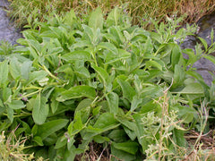 Comfrey Plant (Symphytum Officinale) 3.5 Inch Pot