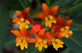 Butterfly Weed Plant Live Herb Flower Plant