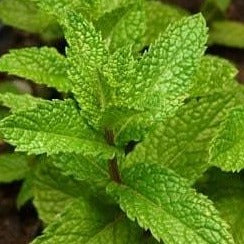 Mint Julep Plant Live Medicinal Herb Flower Plant