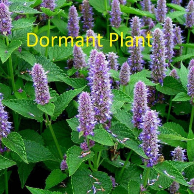 Dormant Anise Hyssop Live Plant (Agastache foeniculum) Live Medicinal Herb Flower Plant