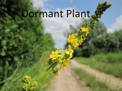 Dormant Agrimony Live Plant Live Medicinal Herb Flower Plant