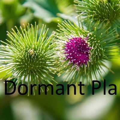 Dormant Burdock Live Medicinal Herb Plant