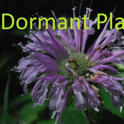 Dormant Wild Bergamot Plant Live Medicinal Herb