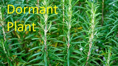 Dormant Arp Rosemary Live Medicinal Herb Flower Plant