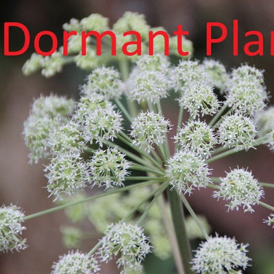 Dormant Angelica Plant