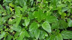 Self Heal Plant (Prunella Vulgaris) 2.5 Inch Pot