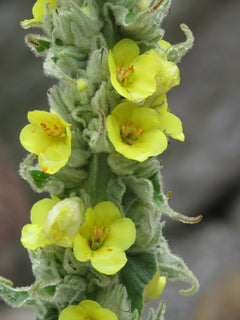 Mullein Live Plant (2.5 Inch Pot)