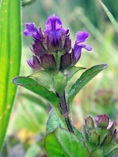 Self Heal Plant (Prunella Vulgaris) 2.5 Inch Pot