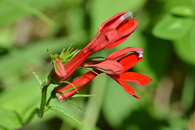 Cardinal Flower Live Plant (3.5 Inch Pot)