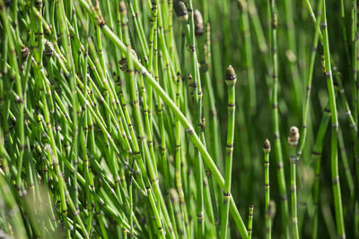 Horsetail (Hyemale) Plant (2.5 Inch Pot)
