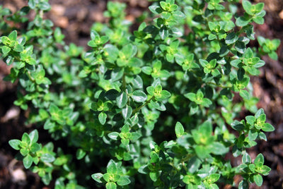 English Thyme Live Plant (3.5 Inch Pot)
