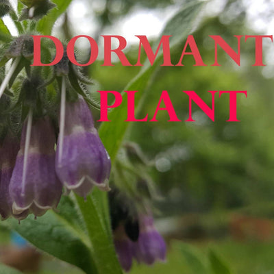 Dormant Comfrey Plant (Symphytum Officinale)