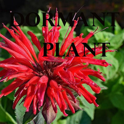 Dormant Scarlet Bee Balm (Monarda didyma) Plant Live Medicinal Herb Flower Plant