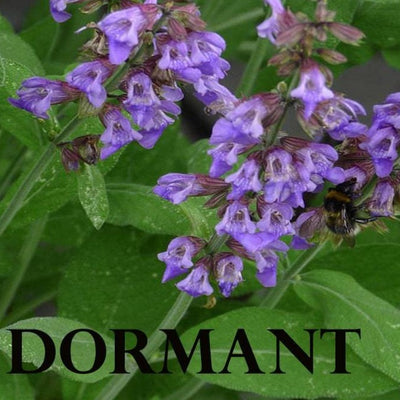 Dormant Danshen Sage Live Plant Live Medicinal Herb Flower Plant