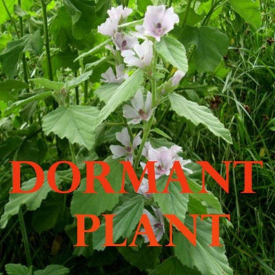 Dormant Marshmallow Live Plant Live Medicinal Herb Flower Plant Althea Officinalis