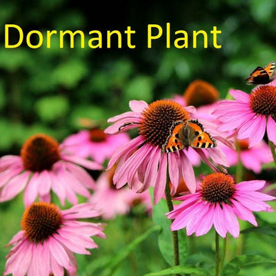 Dormant Echinacea Plant (Purple Coneflower) Live Plant