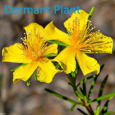 Dormant St Johns Wort Plant Live Plant