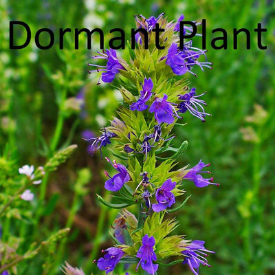 Dormant Hyssop Live Plant (Hyssopus Officinalis)