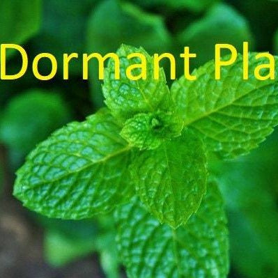 Dormant Mojito Mint Live Plant Medicinal Herb