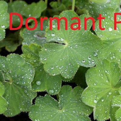 Dormant Lady's Mantle Plant Live Medicinal Herb