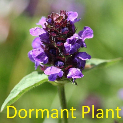 Dormant Self Heal Live Plant (Prunella Vulgaris)