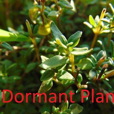 Dormant Lemon Thyme Plant Live Medicinal Herb