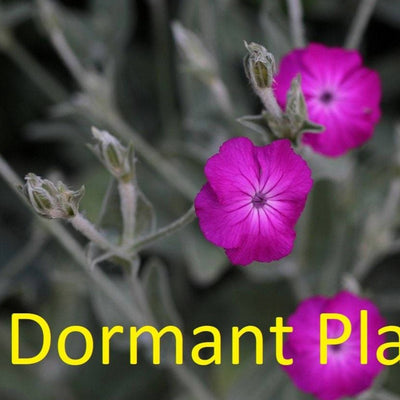 Dormant Lychnis Plant Live Medicinal Herb Lychnis Coronaria