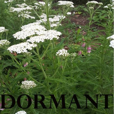 Dormant Yarrow Plant Live Medicinal Herb Flower
