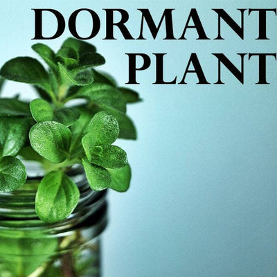 Dormant Orange Mint Live Plant Live Medicinal Herb Flower Plant