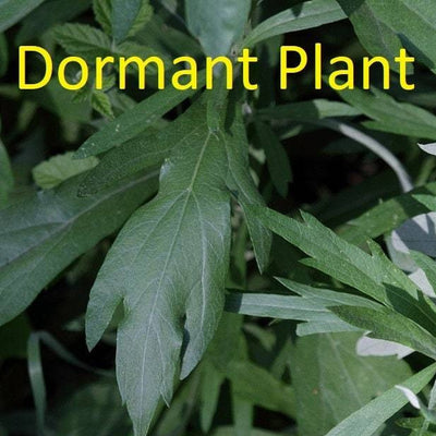 Dormant Mugwort Plant Live Medicinal Herb Flower Plant Artemisia Vulgaris