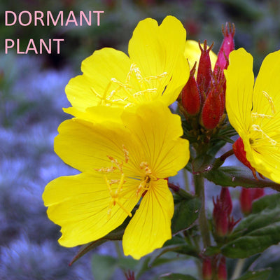 Dormant Evening Primrose Plant Live Medicinal Herb