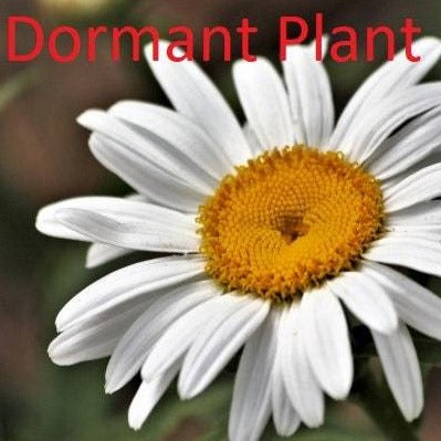 Dormant Shasta Daisy Plant Live Medicinal Herb