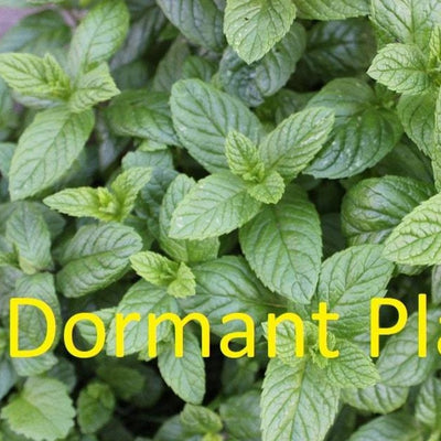 Dormant Peppermint Plant (Mentha Piperita) Live Medicinal Herb