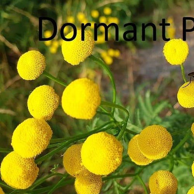 Dormant Tansy Plant Live Medicinal Herb