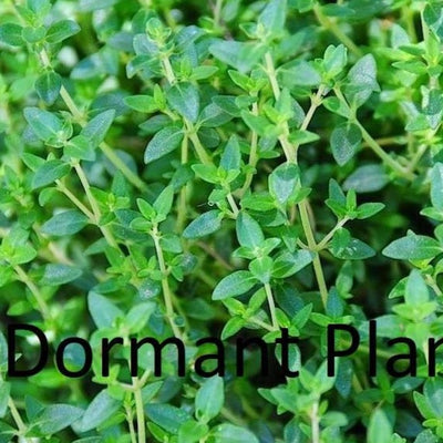 Dormant English Thyme Plant Live Medicinal Herb