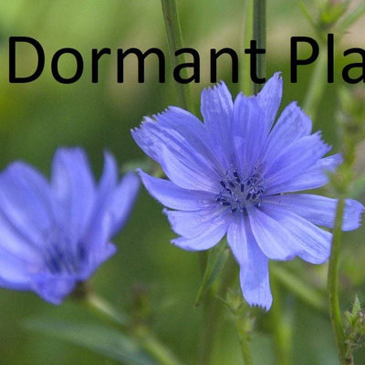 Dormant Chicory Plant