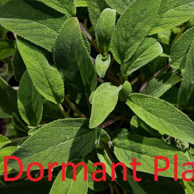 Dormant Sage Plant Live Medicinal Herb