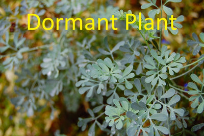 Dormant Rue Plant