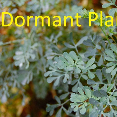 Dormant Rue Plant