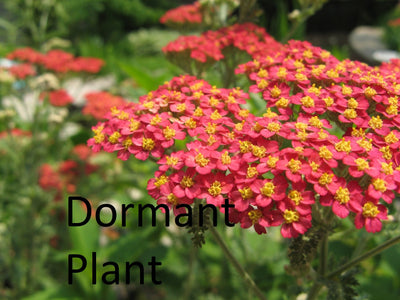 Dormant Rubra Yarrow Live Plant