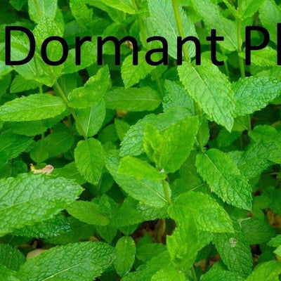 Dormant Spearmint Live Plant