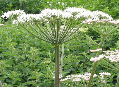 Angelica Plant (2.5 Inch Pot)