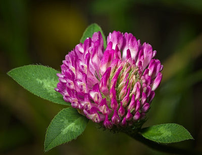 Red Clover Live Plant, (3.5 Inch Pot)